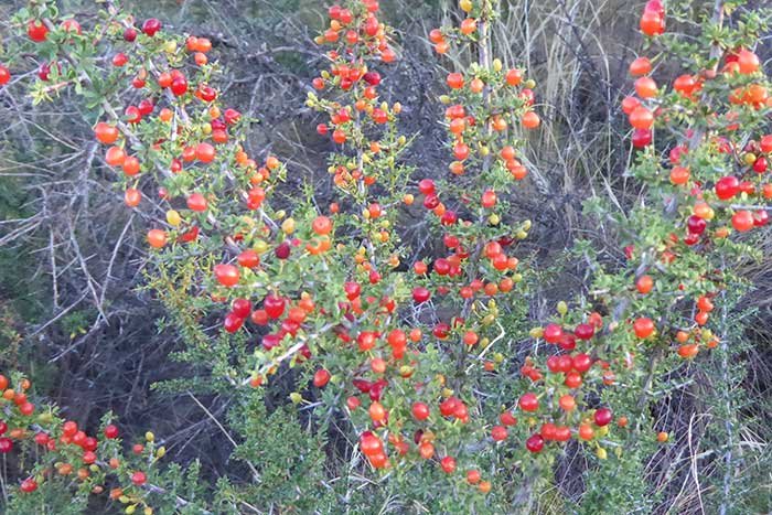 contacto calden mapu